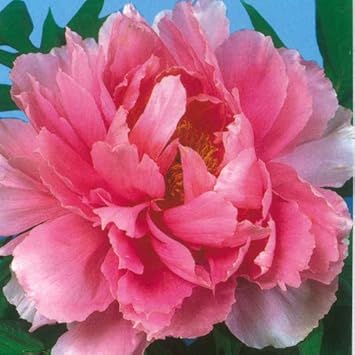 Amazon 牡丹 キミドリ 豪華多弁咲き 6号鉢 直径18cm 2 3年物 鉢