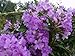 Emeralds TM Semi Tropical Plant Garlic Vine Cydista Aequinoctialis Boughs of Vivid Purple Trumpet Shaped Flowers Spring and Fall 4 Inch Pot