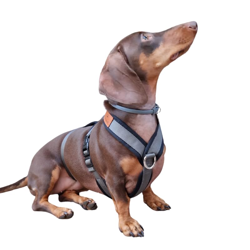 3 Point Harness with Anti Pull - Ideal for Libreles: Italian Greyhound Whippet Greyhound Podenco - Safe, Breathable and Durable Perfect for Hiking, Training and Running, Charcoal, S — image 1