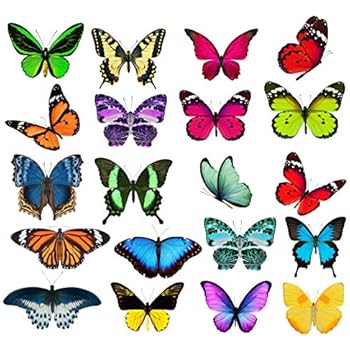 Butterfly Window Clings - 20 x Anti Collision Decals to Prevent Bird Strikes on Doors & Windows - Static, UV Resistant & Non Adhesive Vinyl Cling - Deterrent Decal & Glass Decor to Alert Birds