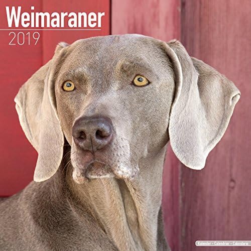 Weimaraner Calendar 2019 (Square)