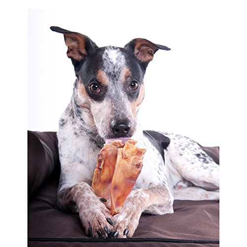 100% Natural, JUMBO Pig Ears, FDA & USDA Certified, Dog Treats Chew, (Size: 10 Pack), by Downtown Pet Supply (TM)