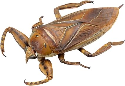 Kirkaldyia Lethocerus Deyrollei Action 