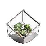 3.93inches Squares Inclined Cube Clear Glass Geometric Terrarium Box with Swing Lid Succulent Plant Fern Moss