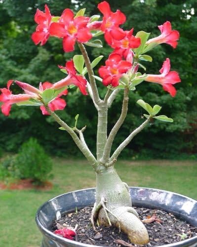 Adenium Obesum Rose Du Desert Faux Baobab 8 Graines Amazon Fr Jardin