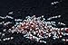 SoShrimp 5 S+ Grade CRS Crystal Red Shrimp Live Freshwater Aquarium Shrimp - 1/4 to 1/2 inch Long