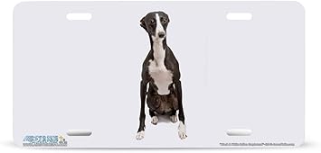 black and white italian greyhound