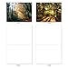 The Best Card Company - Box of 10 All Occasion Cards Blank (4 x 5.12 Inch) - Scenic Landscape Cards Assorted - Shining Through M1735BN
