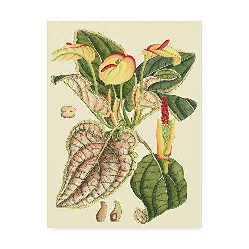 Trademark Fine Art Botanical Fantasy Iii by Unknown, 24x32-Inch