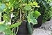 Smart Pots 10-Gallon Smart Pot Soft-Sided Container, Black