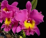 Blc. Bryce Canyon 'Splendiferous' AM/AOS Collector's item! Fragrant! Nice! Orchid Plant