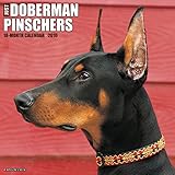 2016 Dobermans Wall Calendar
