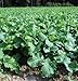 3LBS Dwarf Essex Rape Seed (Deer Green, Food Plot) primary