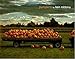 Pumpkins by 