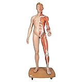 3B Scientific B53 3B Scientific Life-Size Dual sex