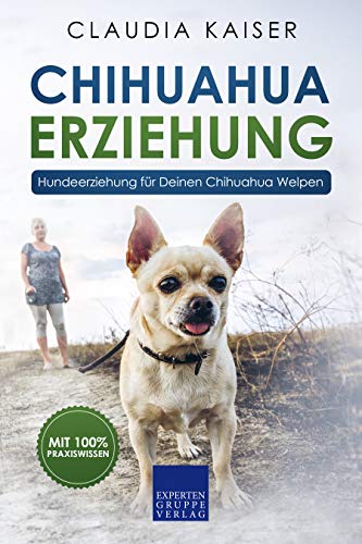 Chihuahua Erziehung Hundeerziehung Fur Deinen Chihuahua Welpen