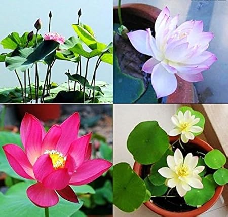 Creative Farmer Aquatic Flower Seeds : Indian Lotus Pink Flower Nelumbo Nucifera Kamal/Sacred Water Lily Flower Seeds Growing 15 Seeds- Greenhouse Garden [Home Garden Seeds Eco Pack] Plant Seeds