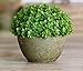 Mini Home Artificial Boxwood Spiral Tree Plant Topiary Tree W Pots 6inch by hilingo