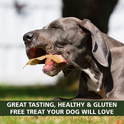 outback jack dog treats