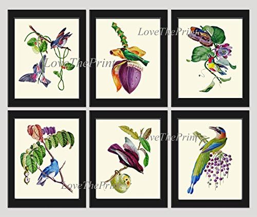 Bird Print Set of 6 Art Prints Beautiful Passion Fruit Butterfly Violet Banana Flowering Plant Blue Green Birds Home Room Wall Decor Unframed OBB