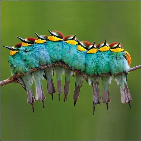 Photographic Greeting Card - (WDM-429170) - Birthday/Blank - Nine European Bee-Eaters On A Branch - From The RSPB Range - Suitable For Birthdays & Other s