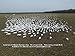 Sillosocks Snow Goose Feeder Decoy (12-Pack), White