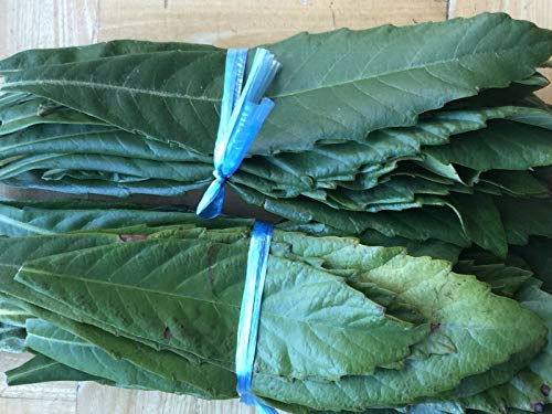 RubyShop724 20 Pcs Organic Garden Loquat Dried or Fresh Leaves