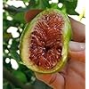 Desert King Edible Fig Plant - Ficus carica - Sweet - 4" Pot