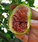 Desert King Edible Fig Plant - Ficus carica - Sweet - 4" Pot