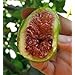 Desert King Edible Fig Plant - Ficus carica - Sweet - 4" Pot