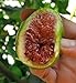 Desert King Edible Fig Plant - Ficus carica - Sweet - 4" Pot