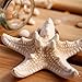 2PCS Sea Star Hair Clip Handmade Natural Sea Star Hair Pins Cute Headwear for Girls Women, Random Size