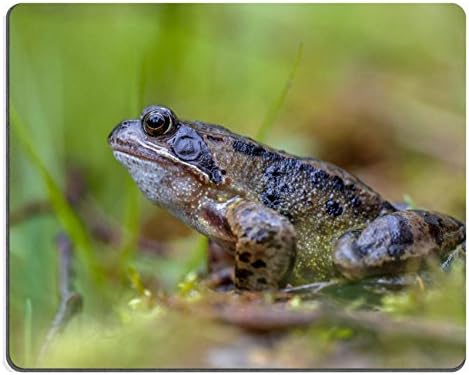 Qzone Mousepads male European common frog Rana temporaria on the waterfront pond IMAGE 39316912 Customized Art Desktop Laptop Gaming mouse Pad