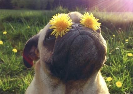 パグwith Dandelion Eyes Avanti面白い犬誕生日カード 紙製品 文房具 オフィス用品 Amazon