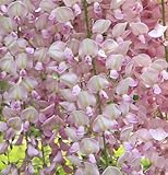 Ice Pink Wisteria Seeds 40 Seeds Upc 648620998507