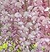 Ice Pink Wisteria Seeds 40 Seeds Upc 648620998507