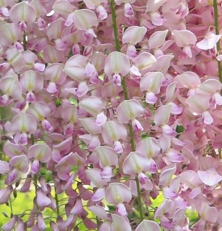 Ice Pink Wisteria Seeds 40 Seeds Upc 648620998507