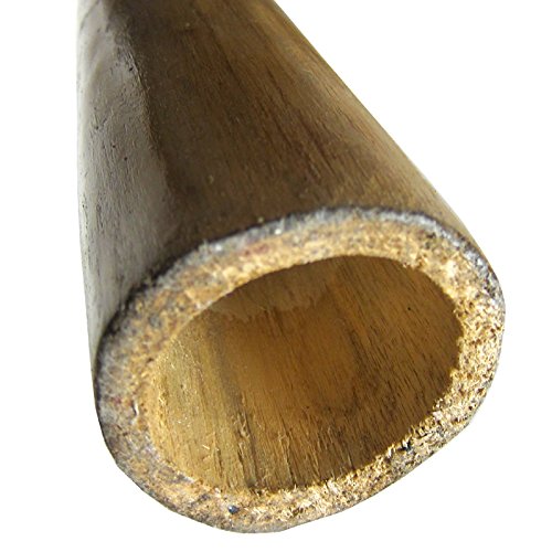 Solid Wood Didgeridoo, Beeswax Mouthpiece 52" Long Hand Painted Sunrise Gecko Key of CE