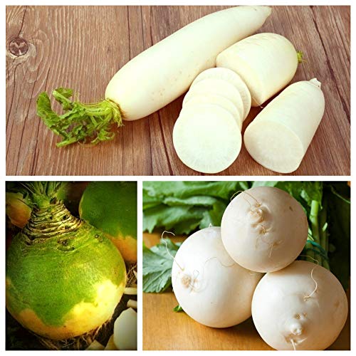 Turnip, Radish, Rutabaga (Swedish Turnip) - Set of Seeds of 3 Vegetable Plant Species -