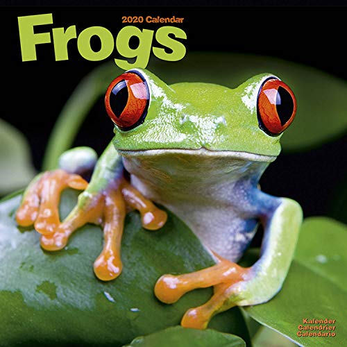 Frog Calendar - Cute Animal Calendar - Calendars 2019 - 2020 Wall Calendars - Animal Calendar - Frog by 