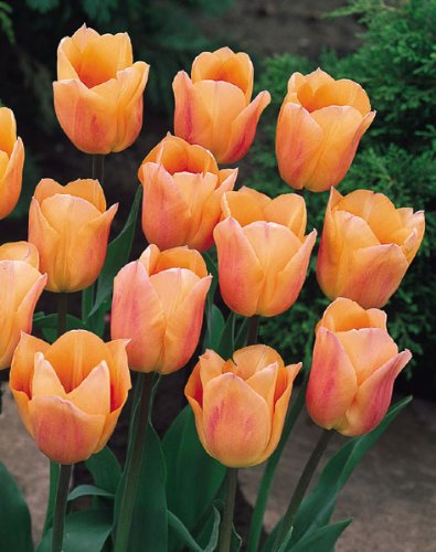 10 Quality Tulip Bulbs - Apricot Beauty (Orange - Pink) - Imported from Holland by Boekee's Nursery