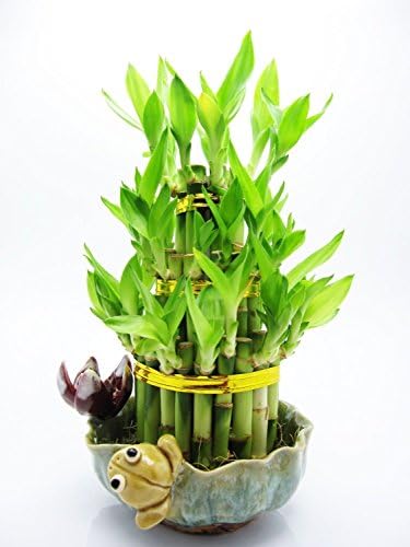 3 Layer Cake Lucky Bamboo Plant Arrangement Frog &amp; Lotus Handmade Ceramic Vase