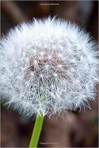 Buy Make A Wish Fluffy White Dandelion Gone To Seed Journal Book Online At Low Prices In India Make A Wish Fluffy White Dandelion Gone To Seed Journal Reviews Ratings