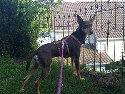 Eve Sicherheitsgeschirr, Panikgeschirr, Pflegestellengeschirr, Rot Oder Blau, Gr. M