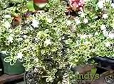 Sandys Nursery Online Serissa foetida