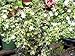 Sandys Nursery Online Serissa foetida 