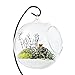 Mkono Clear Glass Vase Hanging Plant Terrarium with Black Metal Stand Tabletop Display Potted Stand for Air Plants Succelent Home Office Decor, C-Shape, 1 Globe
