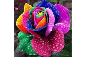 VGENKD 200pcs Rainbow Color Rose Seeds for Planting, Hybrid Rare Rose, Perennial Shrub
