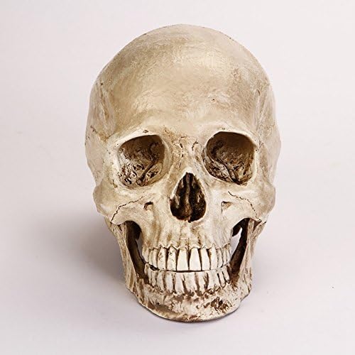 1:1 Same Size Ratio Human Skeleton Natural Resin Human Skulls (Plain)