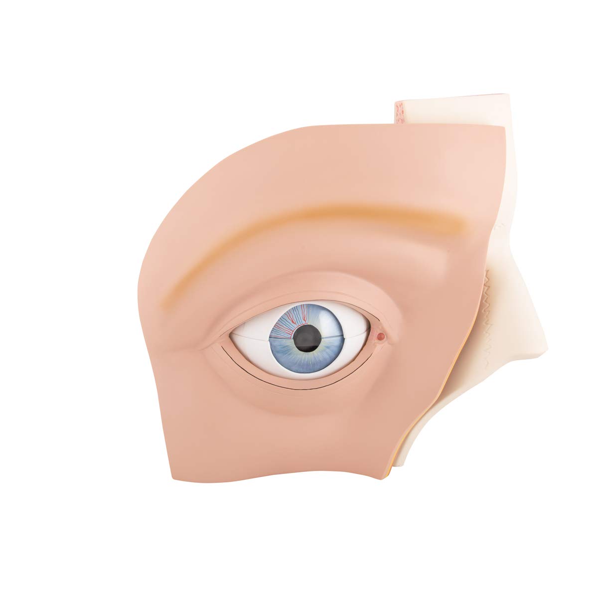 3B Scientific Eye 5 Times Full Size 11 Part + free Anatomy App - 3B Smart Anatomy, VJ500A